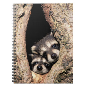 Carnet Bébés ratons laveurs regardant hors d'un arbre