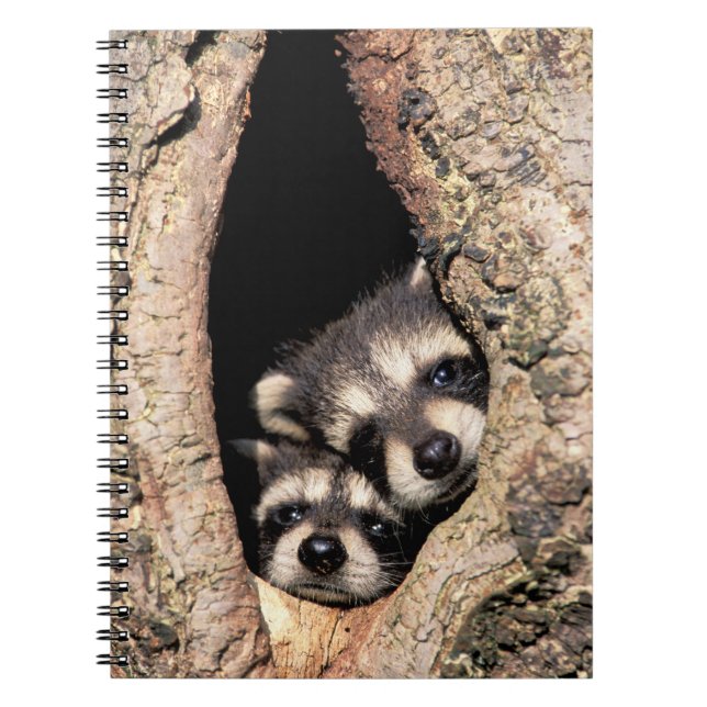 Carnet Bébés ratons laveurs regardant hors d'un arbre (Devant)