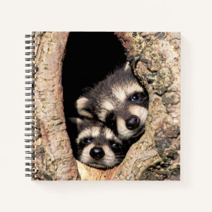 Carnet Bébés ratons laveurs regardant hors d'un arbre