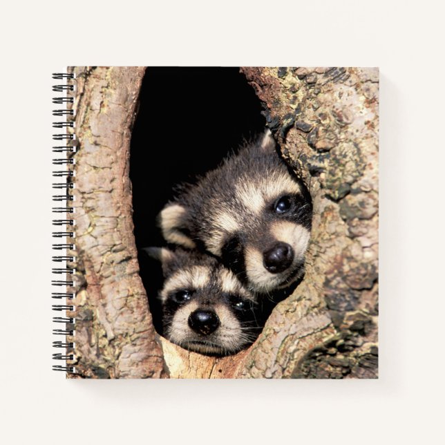 Carnet Bébés ratons laveurs regardant hors d'un arbre (Devant)