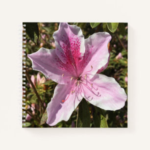 Carnet Belle Azalea Rose