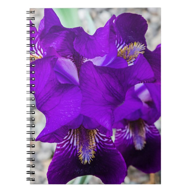 Carnet Belle iris violet (Devant)