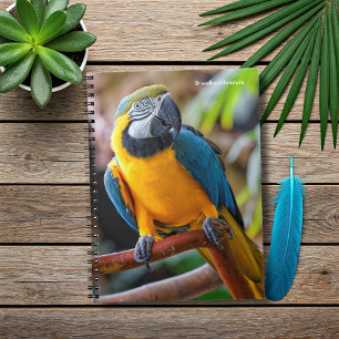 Carnet Belle Macaw Bleue et Or