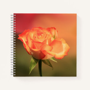 Carnet Belle photo de Rose romantique
