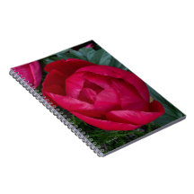 Belle Pierre rouge florissante