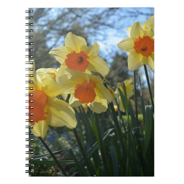 Carnet Belles fleurs de jonquilles jaunes et oranges de p (Devant)