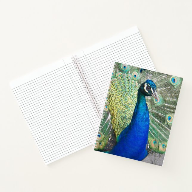 Carnet Belles plumes de paon bleu (Intérieur)