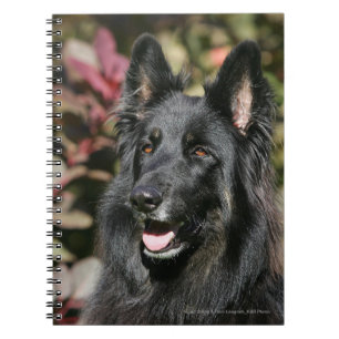 Carnet Berger allemand aux cheveux longs noir
