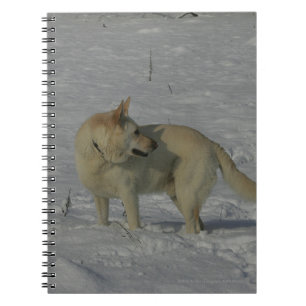 Carnet Berger allemand blanc dans la neige