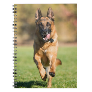 Carnet Berger allemand en course