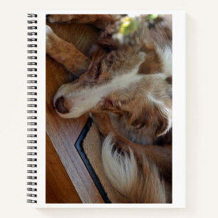 Carnet berger australien rouge merle dormir