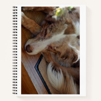 Carnet berger australien rouge merle dormir