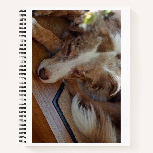 Carnet berger australien rouge merle dormir (Devant)