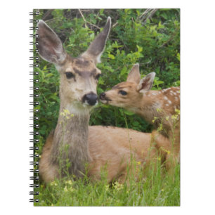 Carnet Biche de cerf mulet avec faon