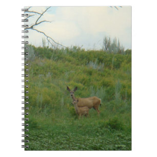 Carnet Biche et faon de cerf mulet D5