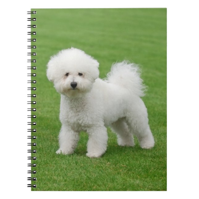 Carnet Bichon Frise (Devant)