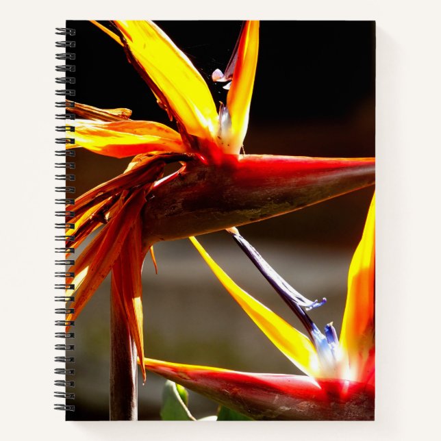 Carnet Birds of Paradise : Flower from Mexico (Devant)
