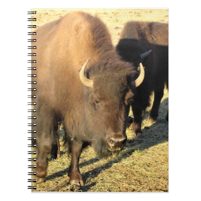 Carnet Bison in Colorado (Devant)