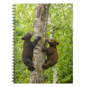Carnet Black Bear Cubs Climbing Tree