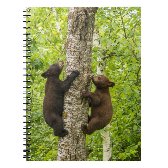 Carnet Black Bear Cubs Climbing Tree (Devant)