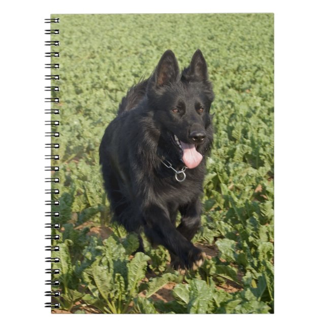 Carnet Black Dog (Devant)