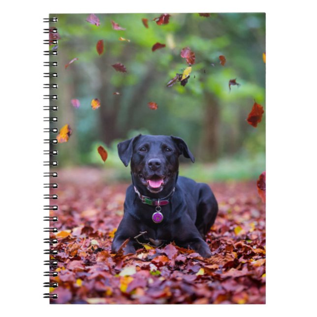 Carnet Black Labrador Dans Les Feuilles Automnes (Devant)