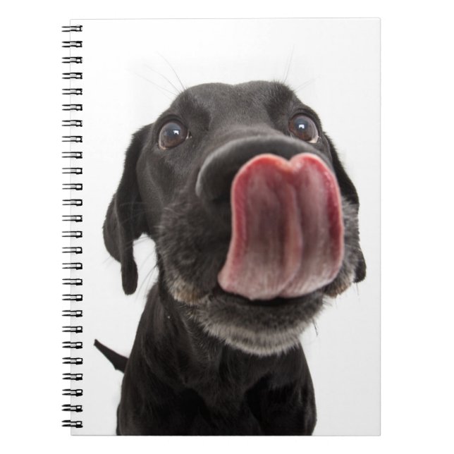 Carnet Black Labrador Licking (Devant)