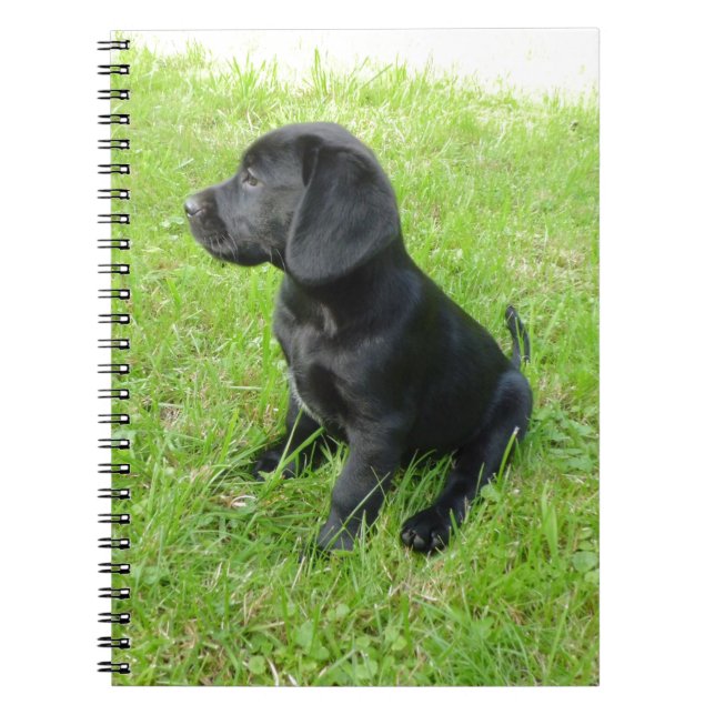 Carnet Black Labrador Retriever On Grass (Devant)
