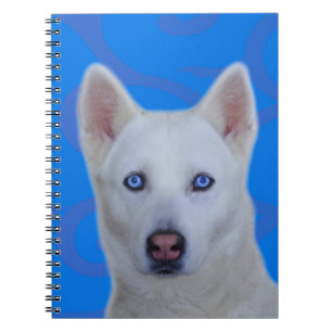 Carnet blanc de chien de traîneau sibérien