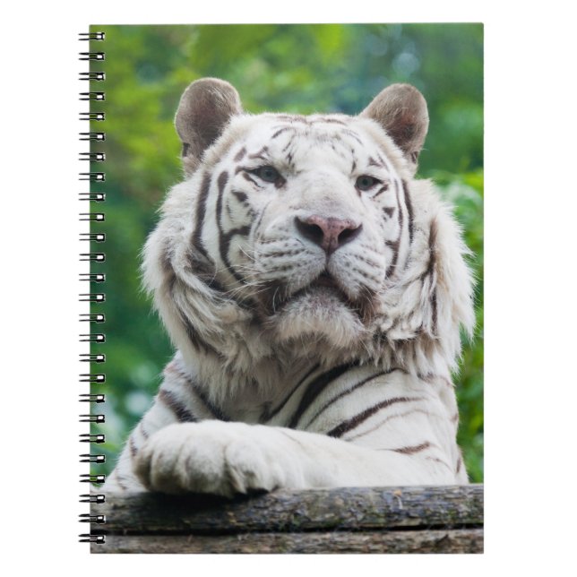 Carnet blanc de tigre (Devant)