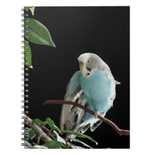 Carnet bleu de perruche, papeterie de perruche