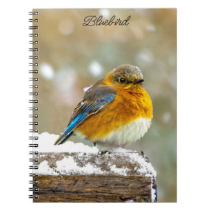 Carnet Bleuet de l'Est en neige - Photo originale
