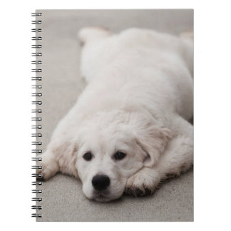 Carnet Bloc-notes de golden retriever