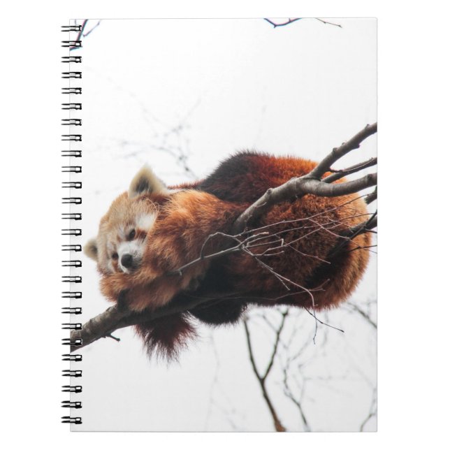 Carnet Bloc-notes Red Panda (Devant)