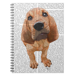 Carnet Bloodhound Puppy