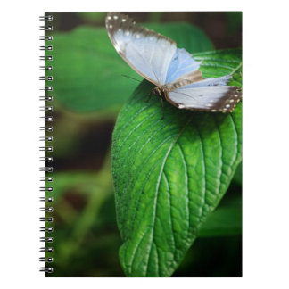 Carnet Blue Morpho 112