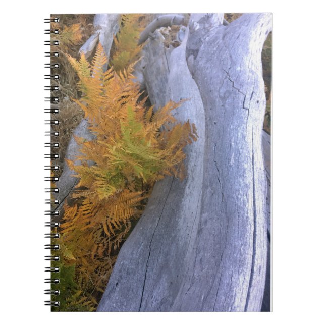 Carnet Bois d'automne (Devant)