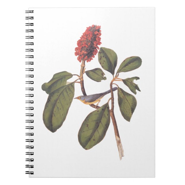 Carnet Bonaparte Moucherolle Canada Paruline Audubon Oise (Devant)