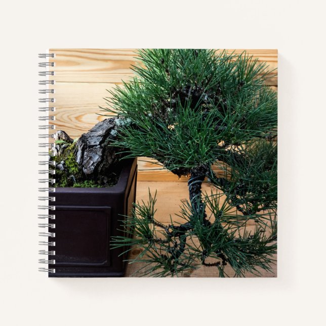Carnet Bonsai de pin noir japonais (Devant)