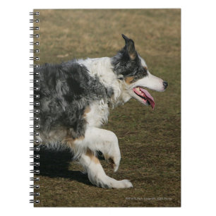Carnet Border collie courant 1