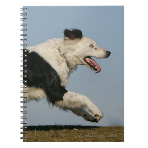 Carnet Border collie courant 2