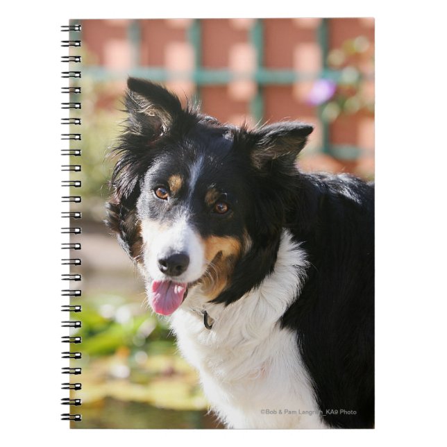Carnet Border collie haletant 1 (Devant)