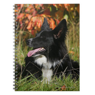 Carnet Border collie haletant la fixation