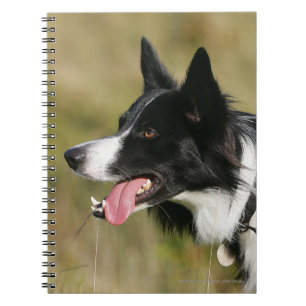 Carnet Border collie haletant le Headshot 2