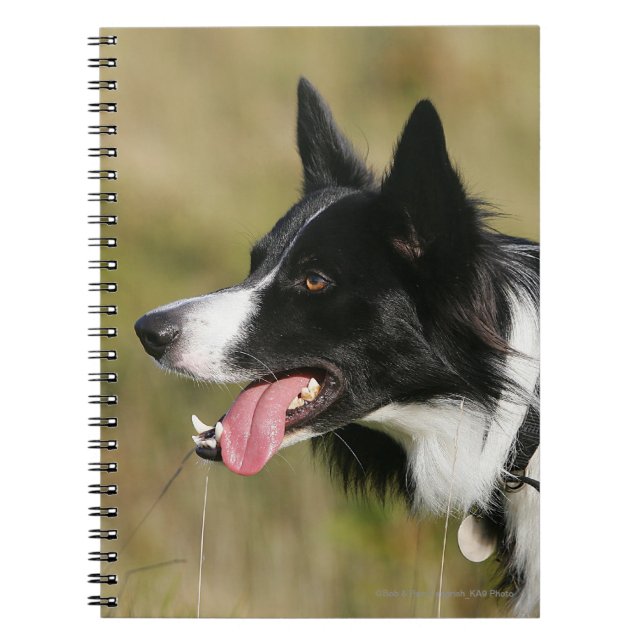 Carnet Border collie haletant le Headshot 2 (Devant)
