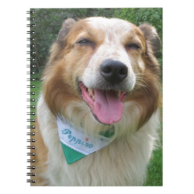 Carnet border collie mix (Devant)