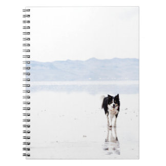 Carnet Border collie reflété