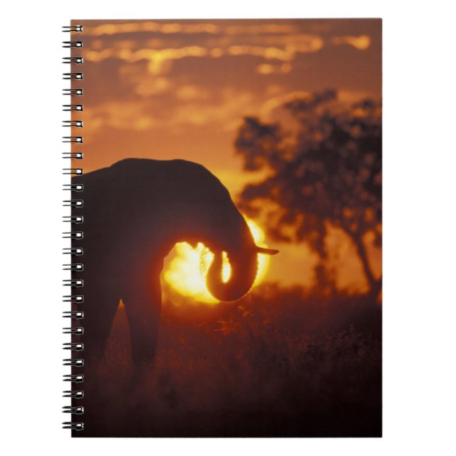 Carnet Botswana, parc national de Chobe, éléphant mâle (Devant)