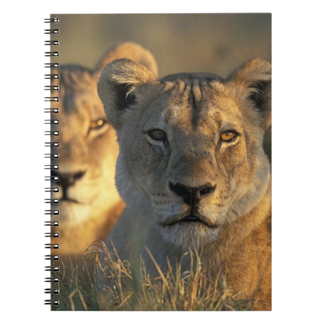 Carnet Botswana, parc national de Chobe, Lionnes (Devant)
