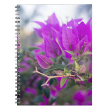 Bougainvilliers violets
